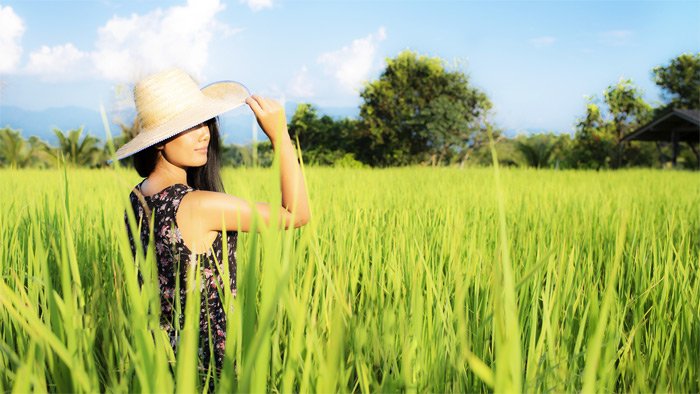 Woman in a sun hat standing in a rice field