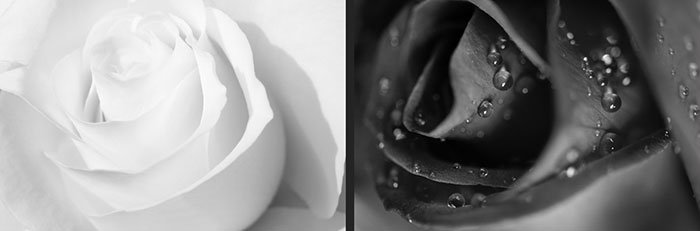 black and white image of roses close up